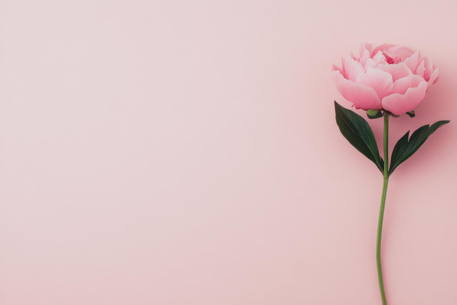 A single pink peony flower stands tall against a soft blue background in a tranquil setting photo