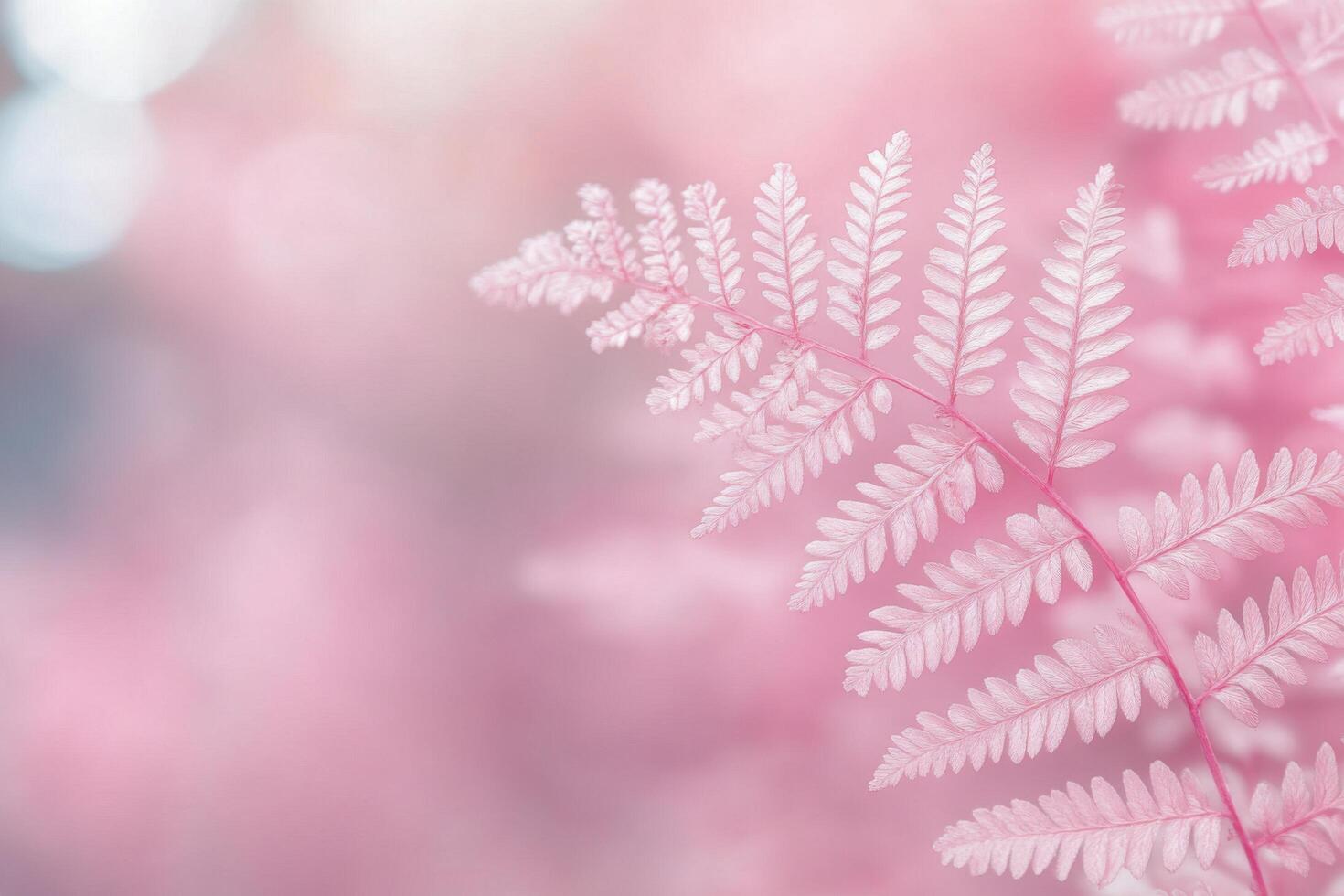 Delicate pink fern leaves against a soft pastel background in a serene natural setting photo