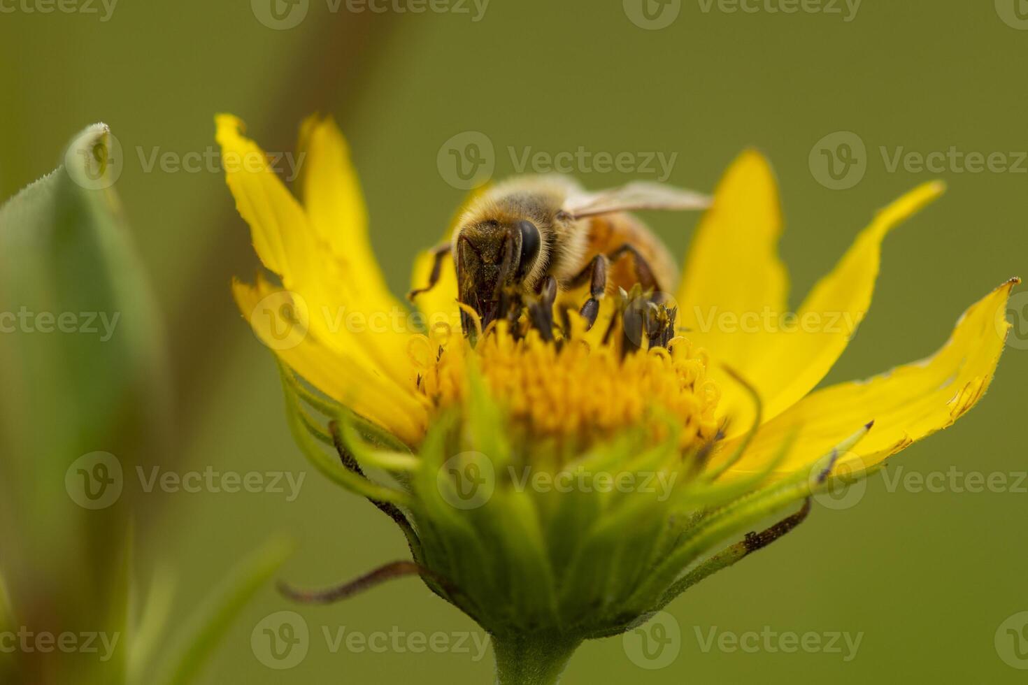 Honey Bee Foraging photo