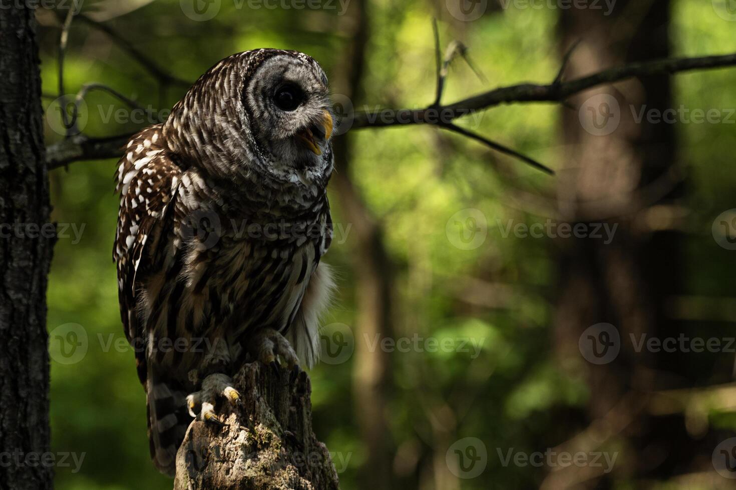 Barred Owl Perching photo