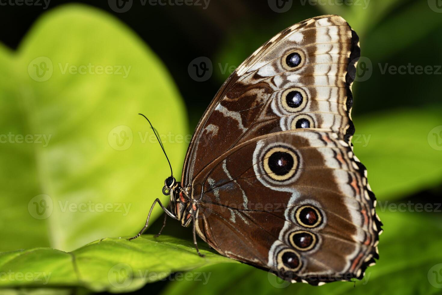 Blue Morpho Butterfly photo