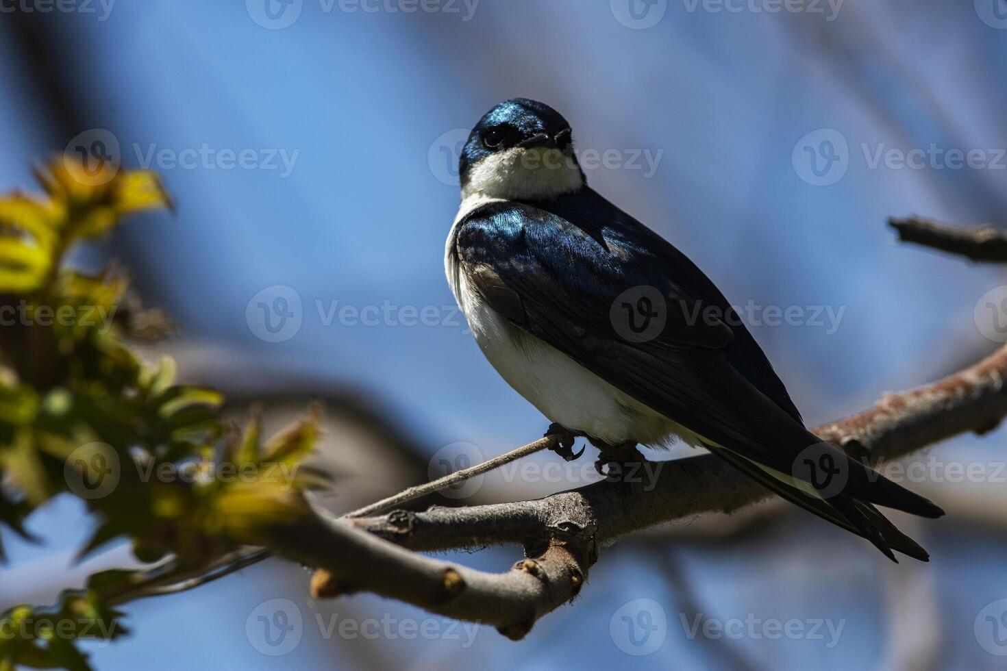 Tree Swallow perched on a branch photo