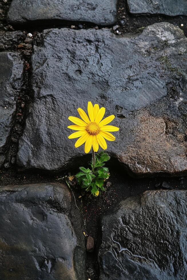 A bright yellow flower blooms between gray rocks in a mountainous landscape during daylight photo