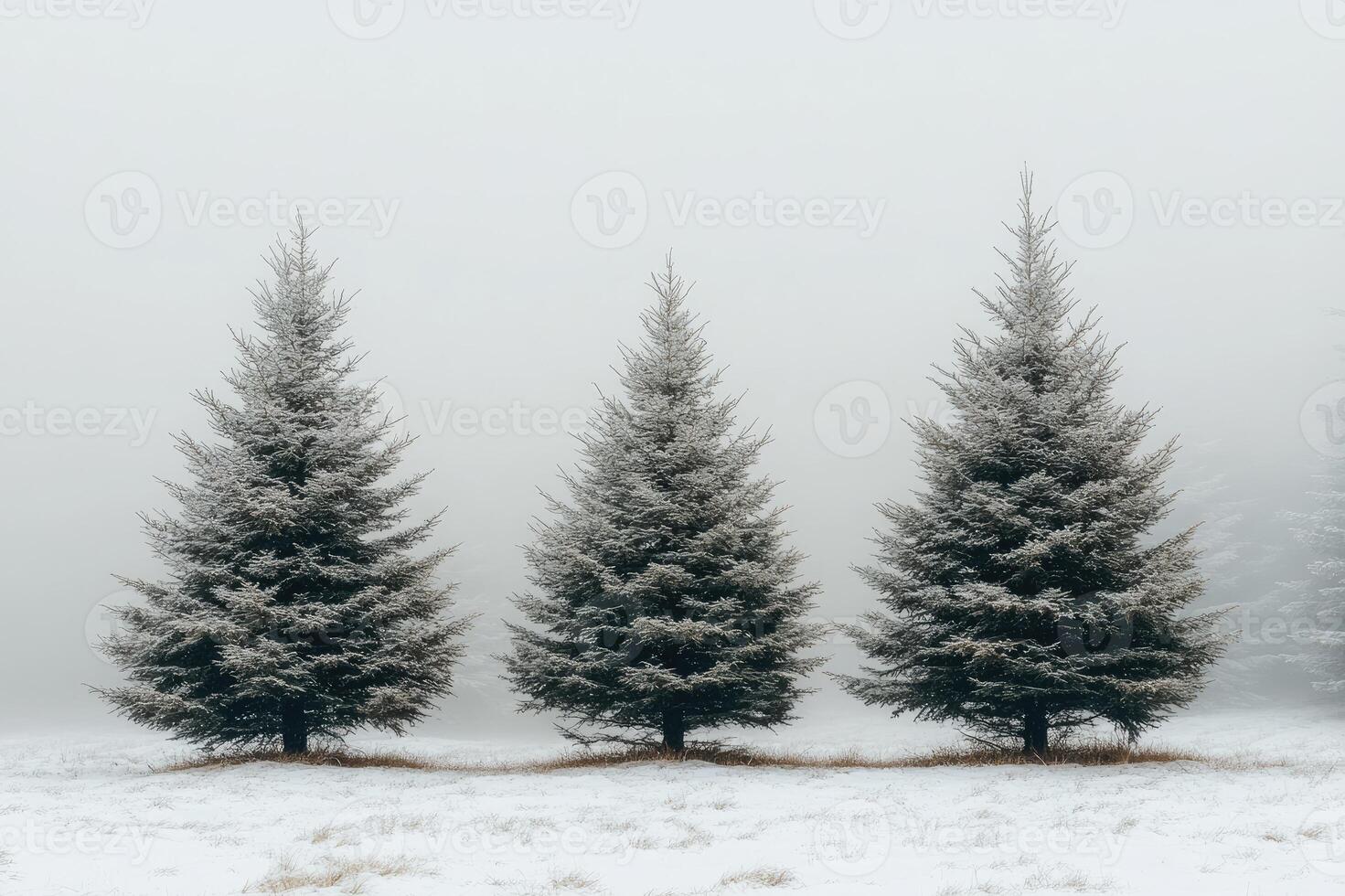 Three pine trees covered with snow standing in foggy winter landscape photo