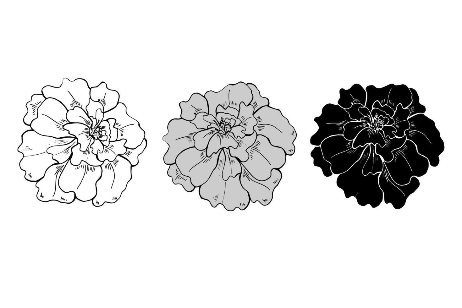 Monochrome marigold flower heads in three colors line art hand drawn isolated illustration. Terry flowers sketch painted by ink. Floral blooming element etching drawing for decor, greetings, icon vector