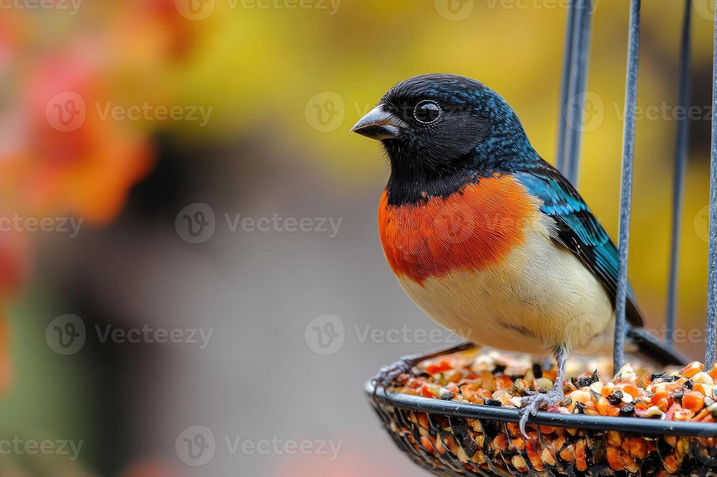 Varied bunting perched on bird feeder enjoying birdseed photo
