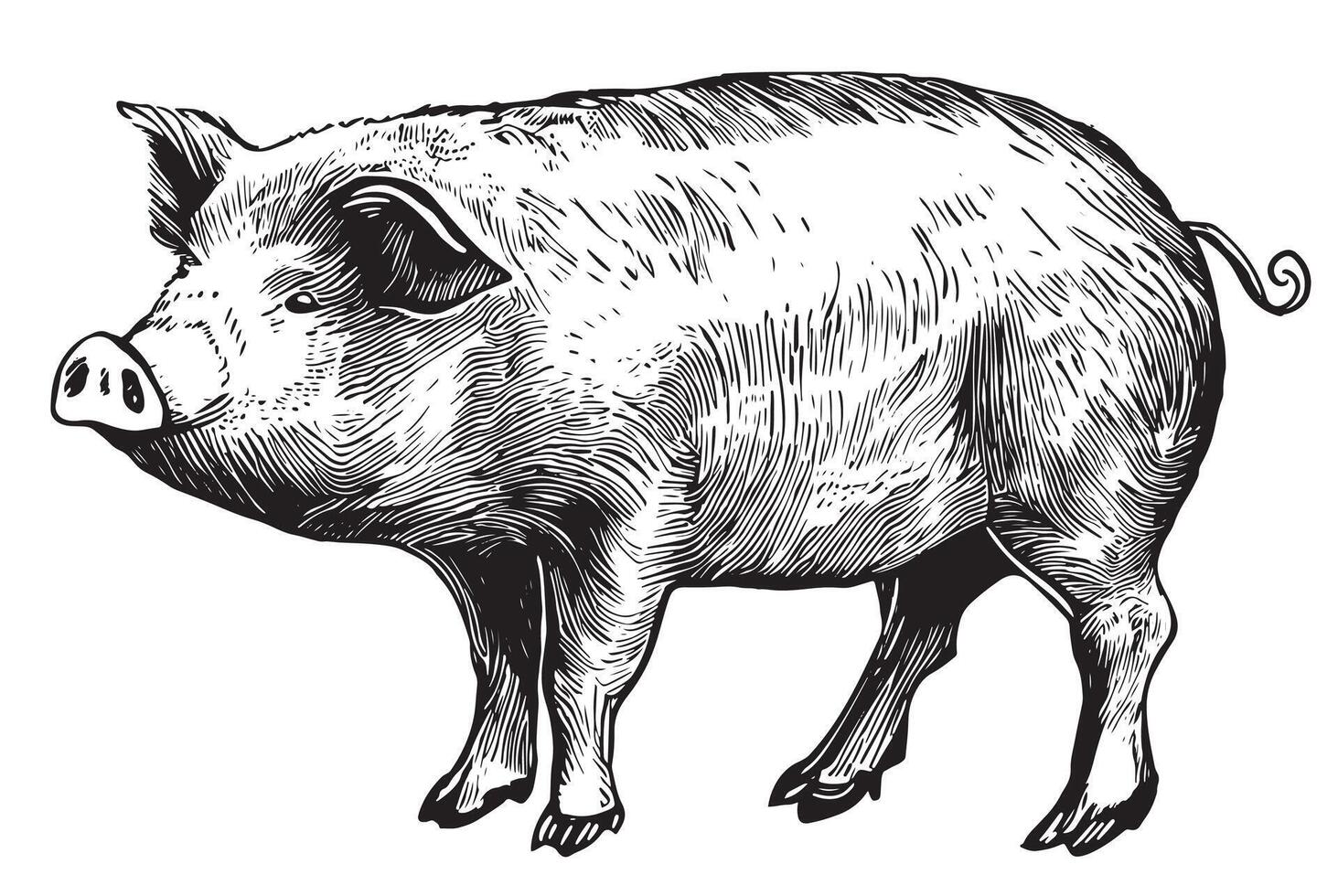 A black and white drawing of a pig vector