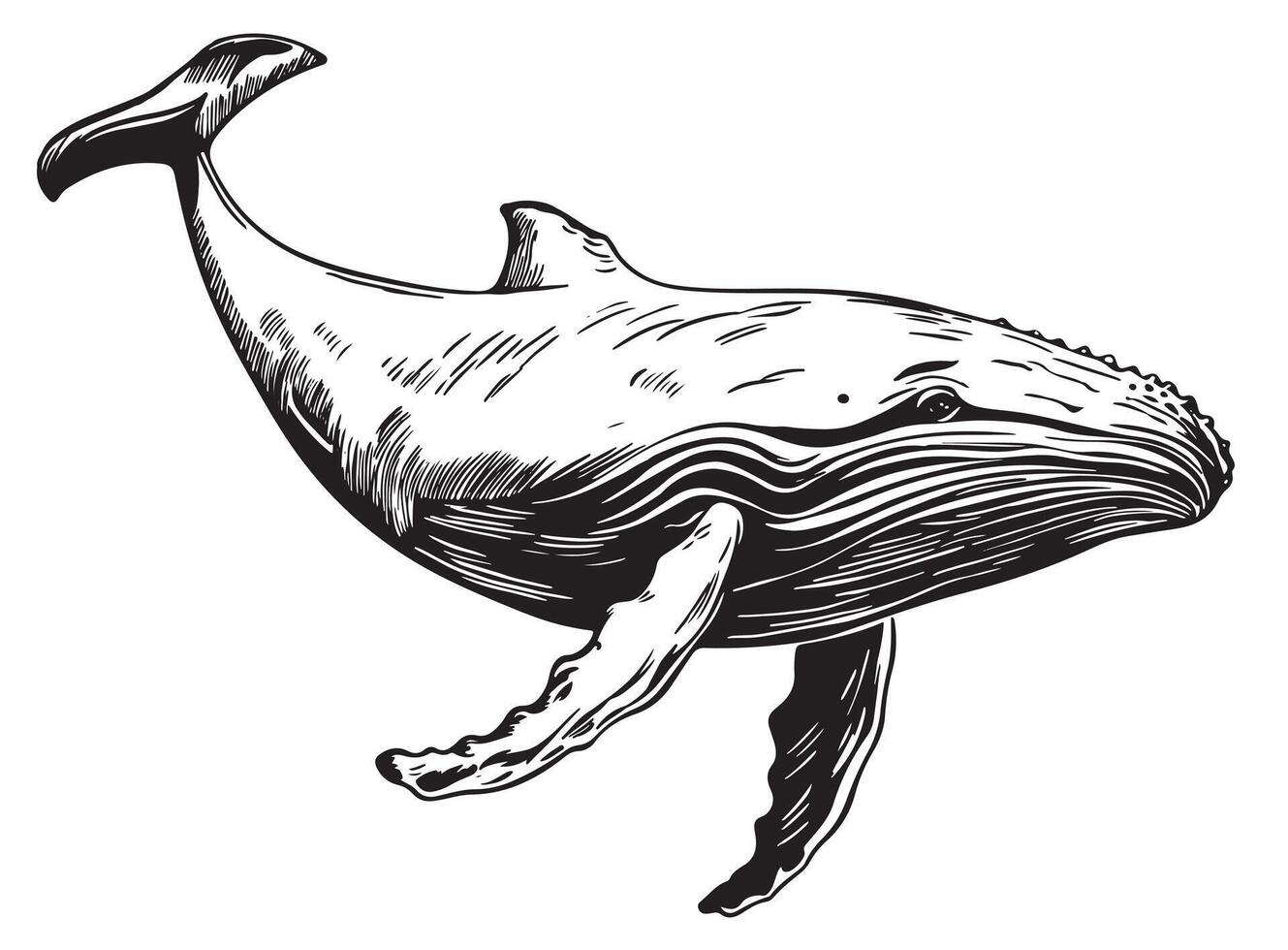 A whale is shown in a drawing style vector