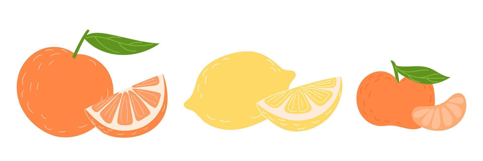 Set of citrus fruits including orange, tangerine, lemon vector