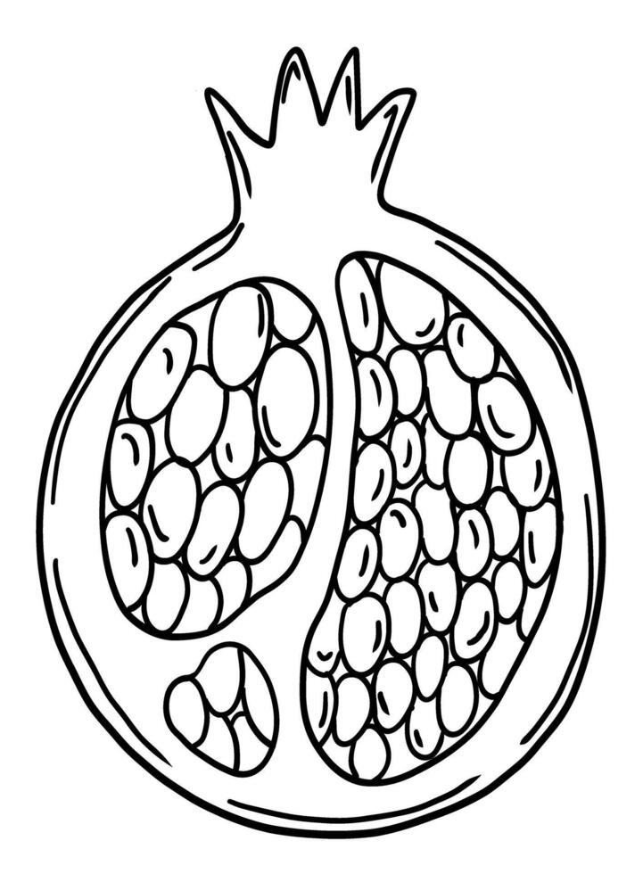 Half of pomegranate fruit on transparent background vector