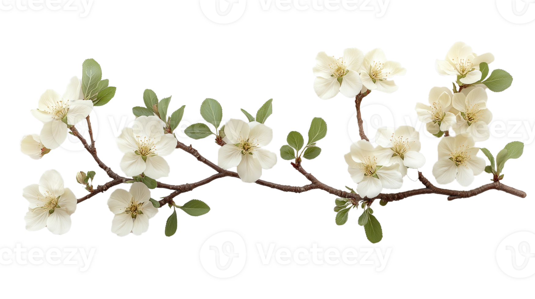 Floribunda White Flower branch isolated on transparent background png