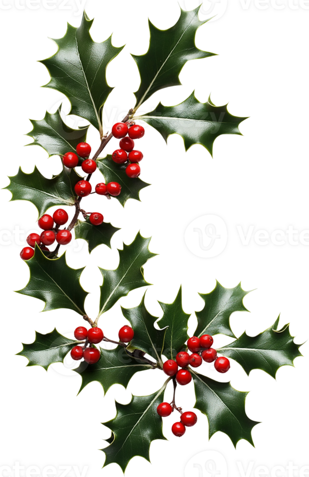 christmas holly branch png