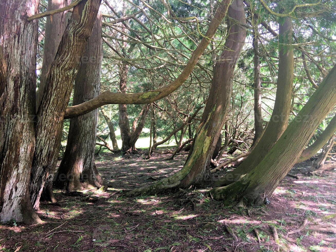 A group of trees in a forest photo