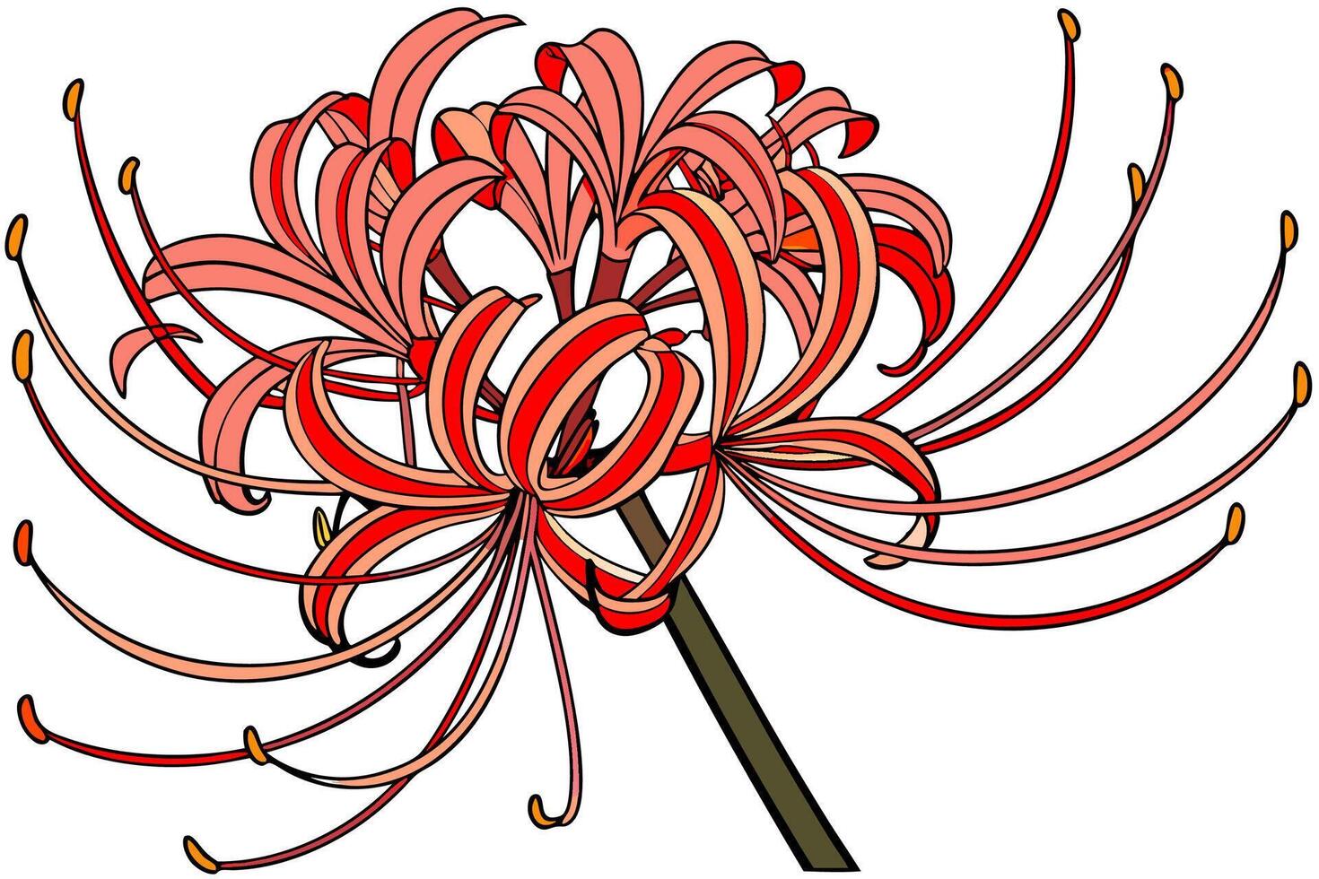 Red Spider Lily Flower Illustration High Resolution Graphic Autumn Botanical Art. vector