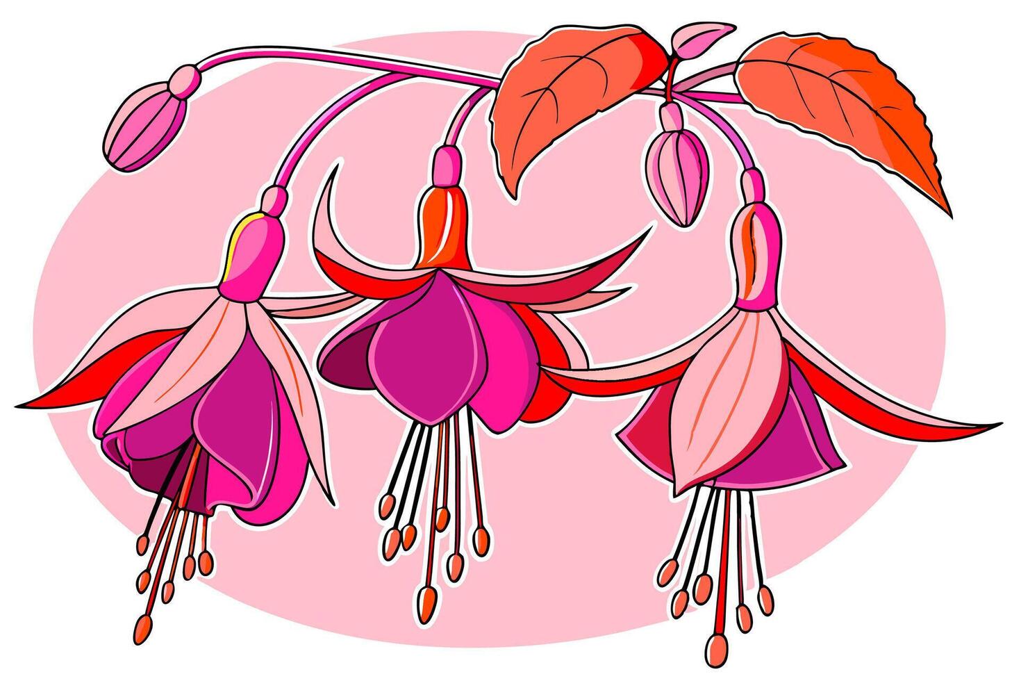 Professional Fuchsia Flower Illustration Pink Red Floral Design High Resolution Graphic. vector