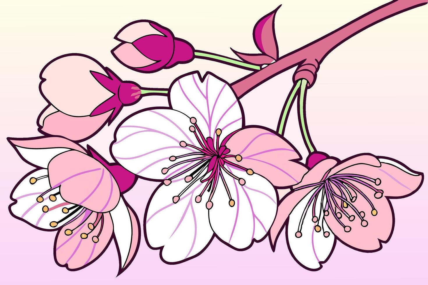 Professional Cherry Blossom Branch Illustration Pink and White Flowers. vector