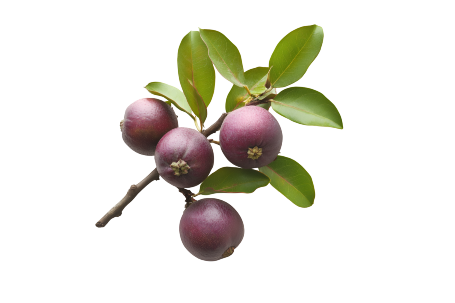 Mangosteen fruit on branch with leaves isolated on a transparent background png