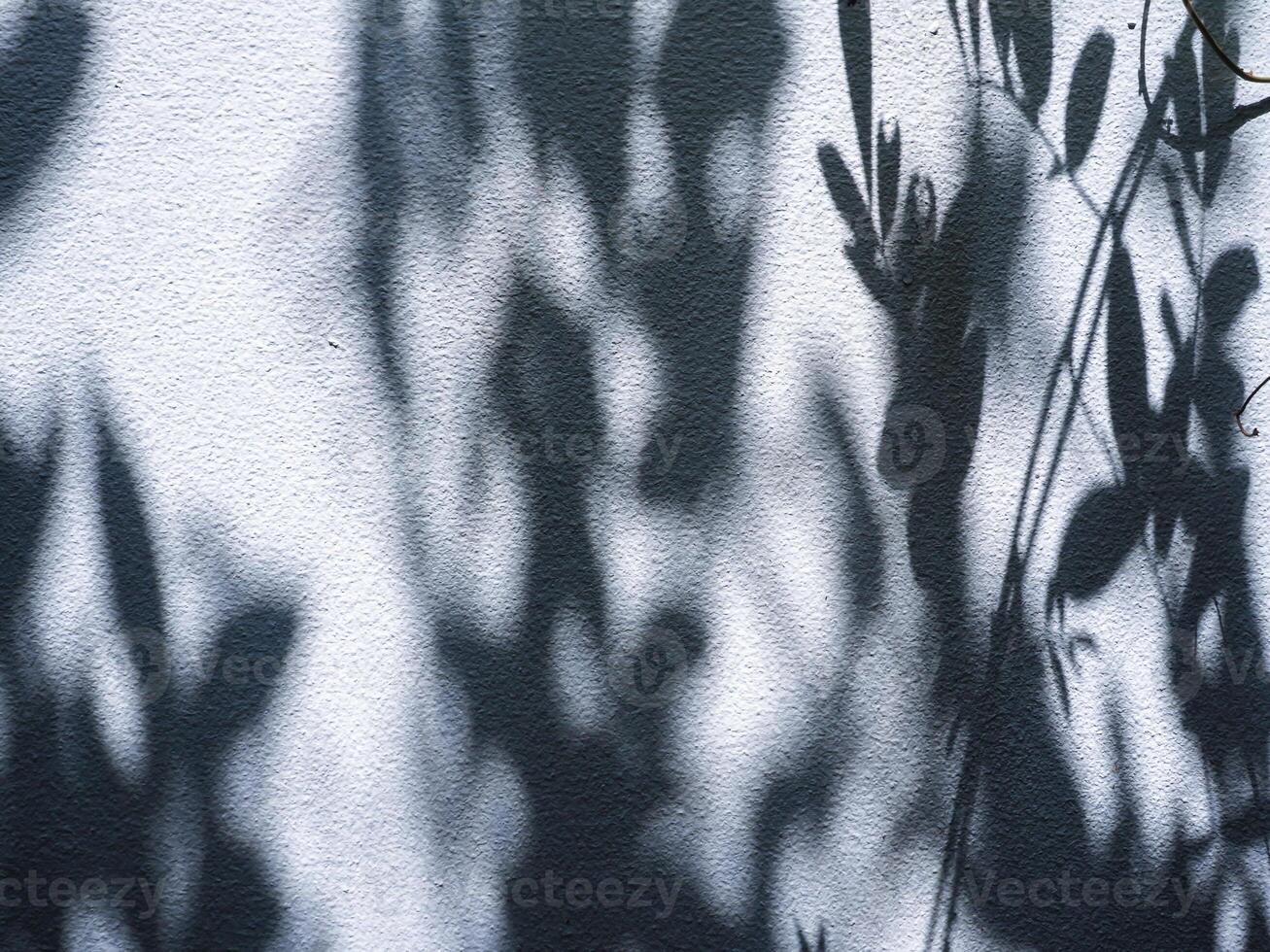 Tree leaf shadow on white wall at home for minimalist background photo