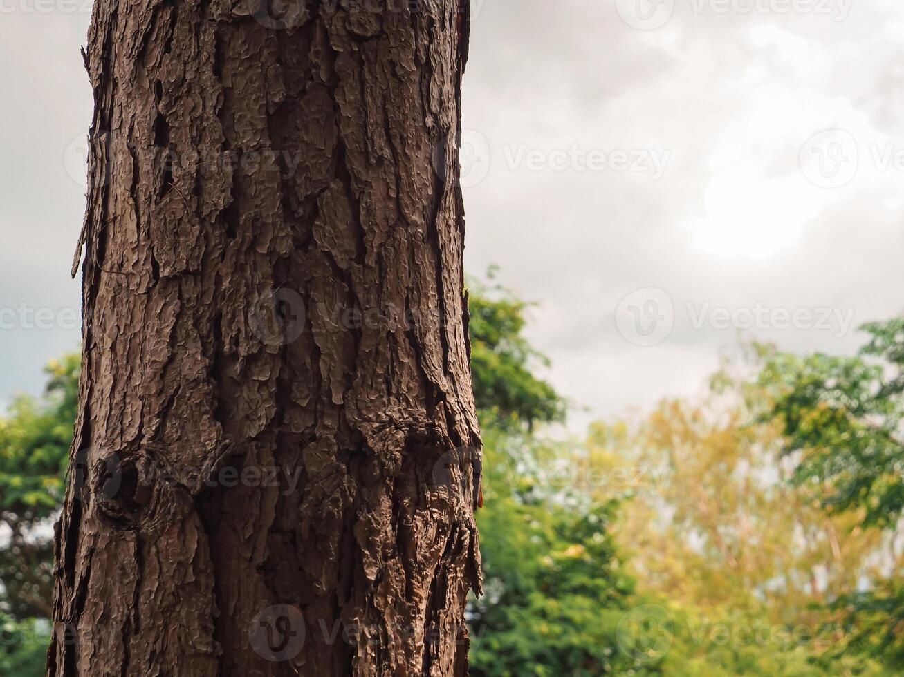 Close-up of pine tree texture in the forest for a natural background. photo