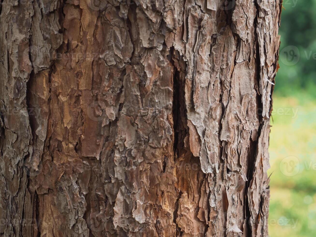 Close-up of pine tree texture in the forest for a natural background. photo