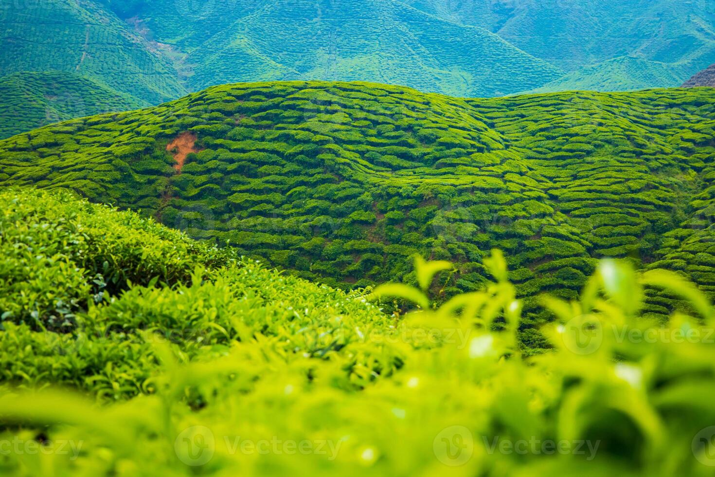 Tea fields under a bright summer sky photo