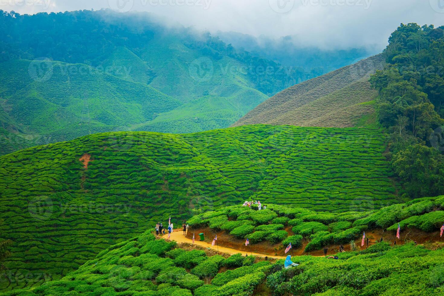 Mountains with tea plantations and fields under a clear summer sky. photo