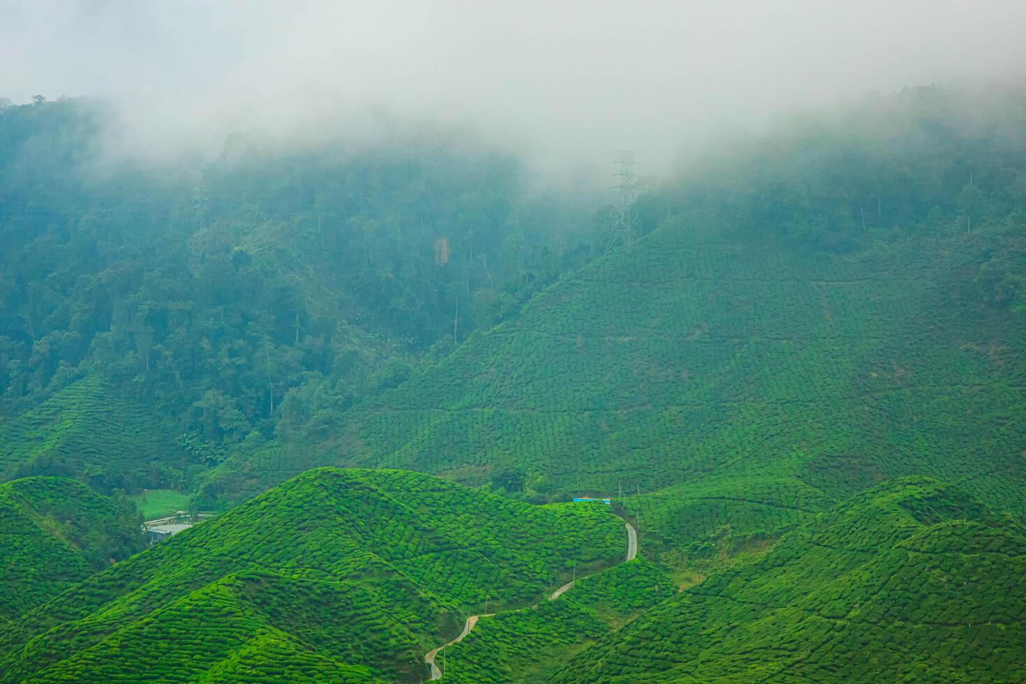 Aerial image of a tea plant in the Cameron Highlands of Malaysia, featuring a lively rural surroundings and a hilltop location encircled by mountains and forest. photo