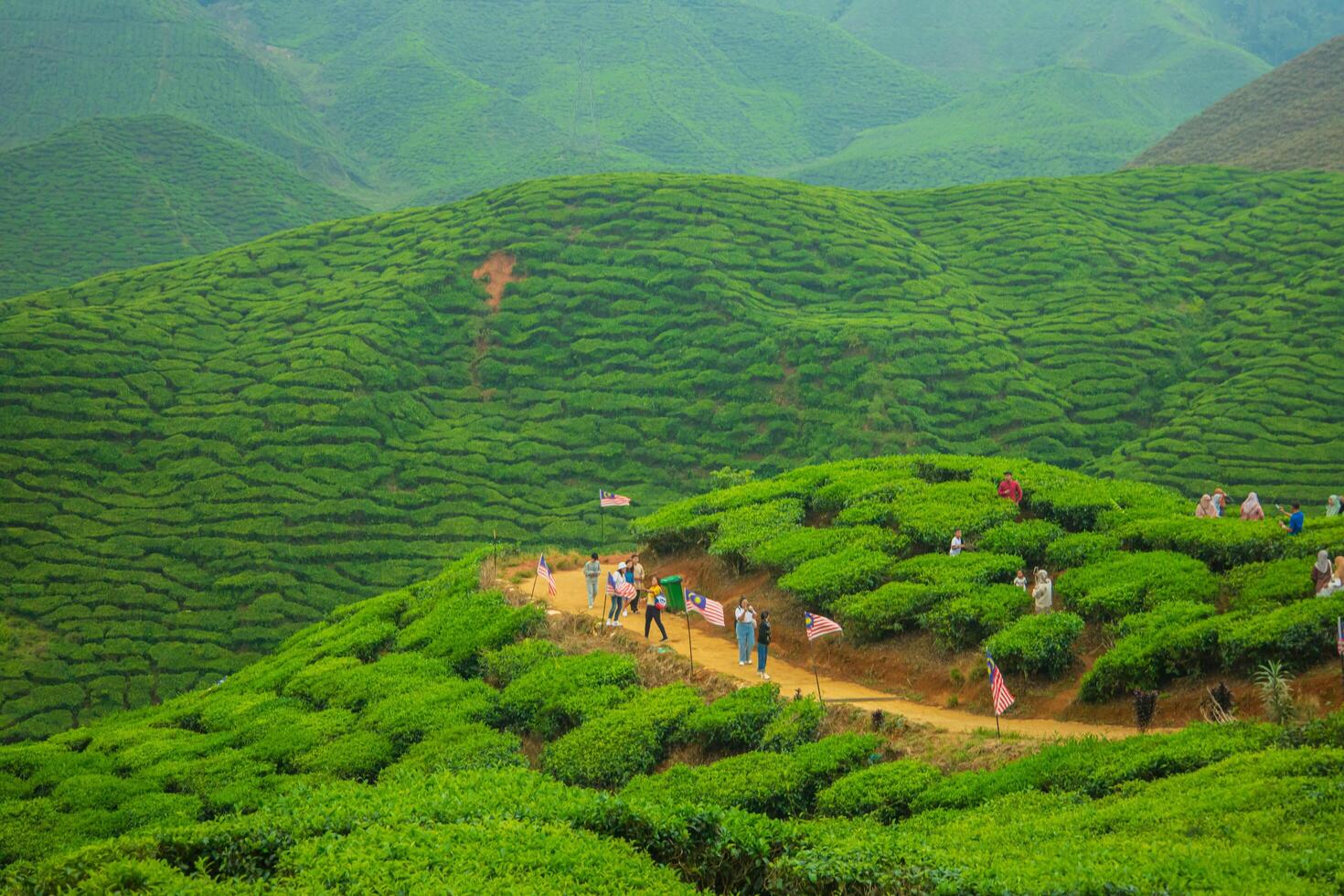 Aerial image of a tea plantation in the Cameron Highlands of Malaysia, featuring a lively rural environment and a hilltop location encircled by mountains and forest. photo