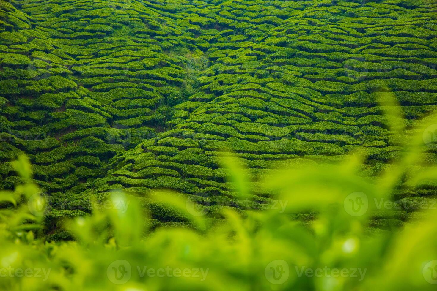 Rural village in a green valley surrounded by mountains with tea plantations and fields under a clear summer sky photo