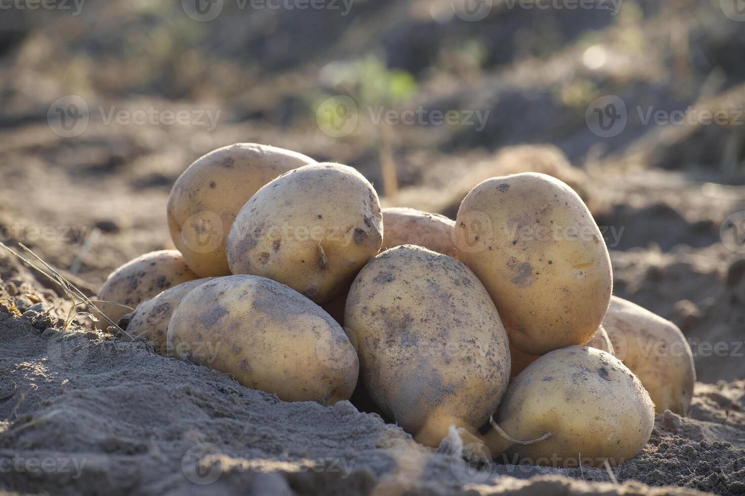 Close-up of freshly harvested potatoes on the soil in a sunlit field, representing autumn harvest photo