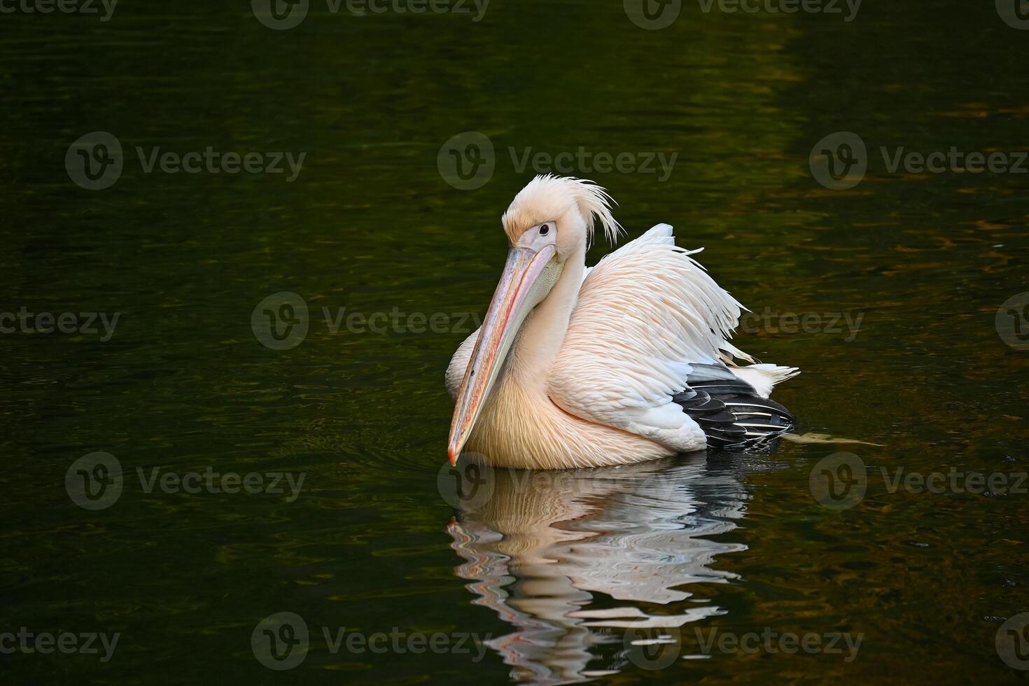 Graceful Pelican Floating Peacefully on Tranquil Lake Waters photo