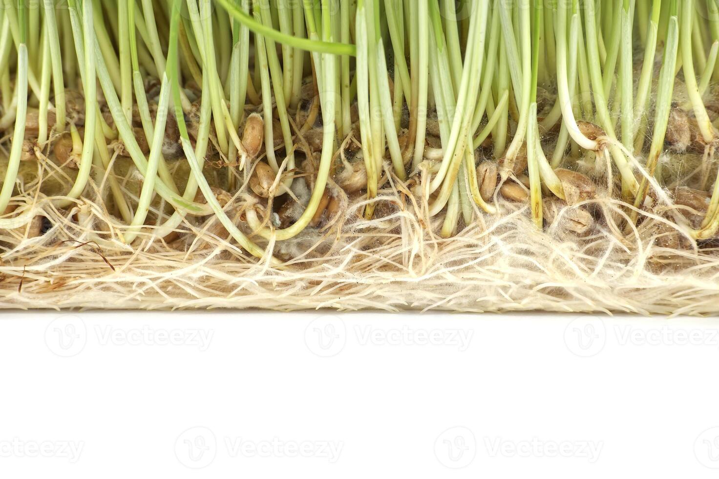 Close-up view of fresh wheatgrass root system photo