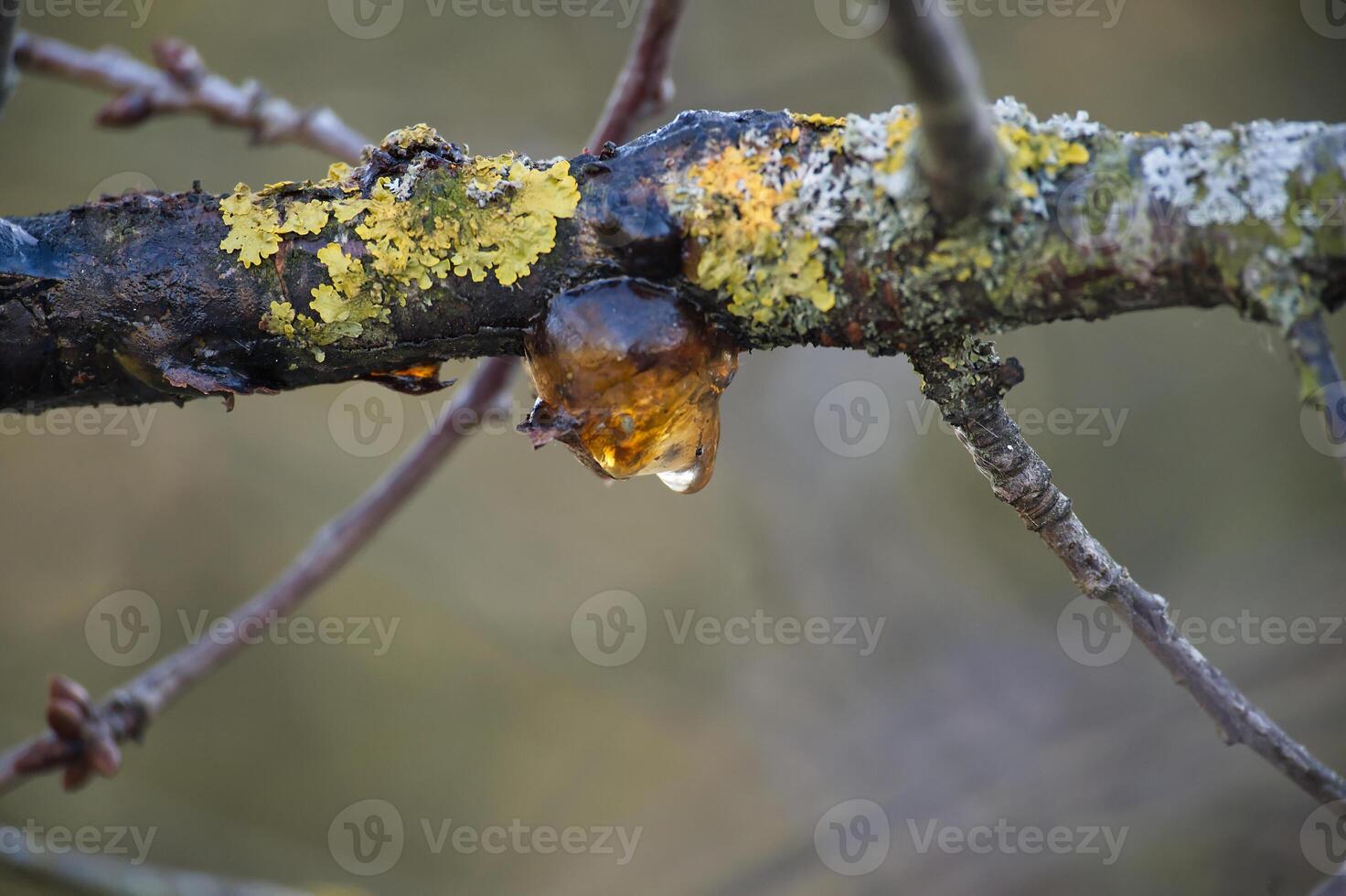 Close-Up of Tree Branch with Amber Resin and Lichen photo
