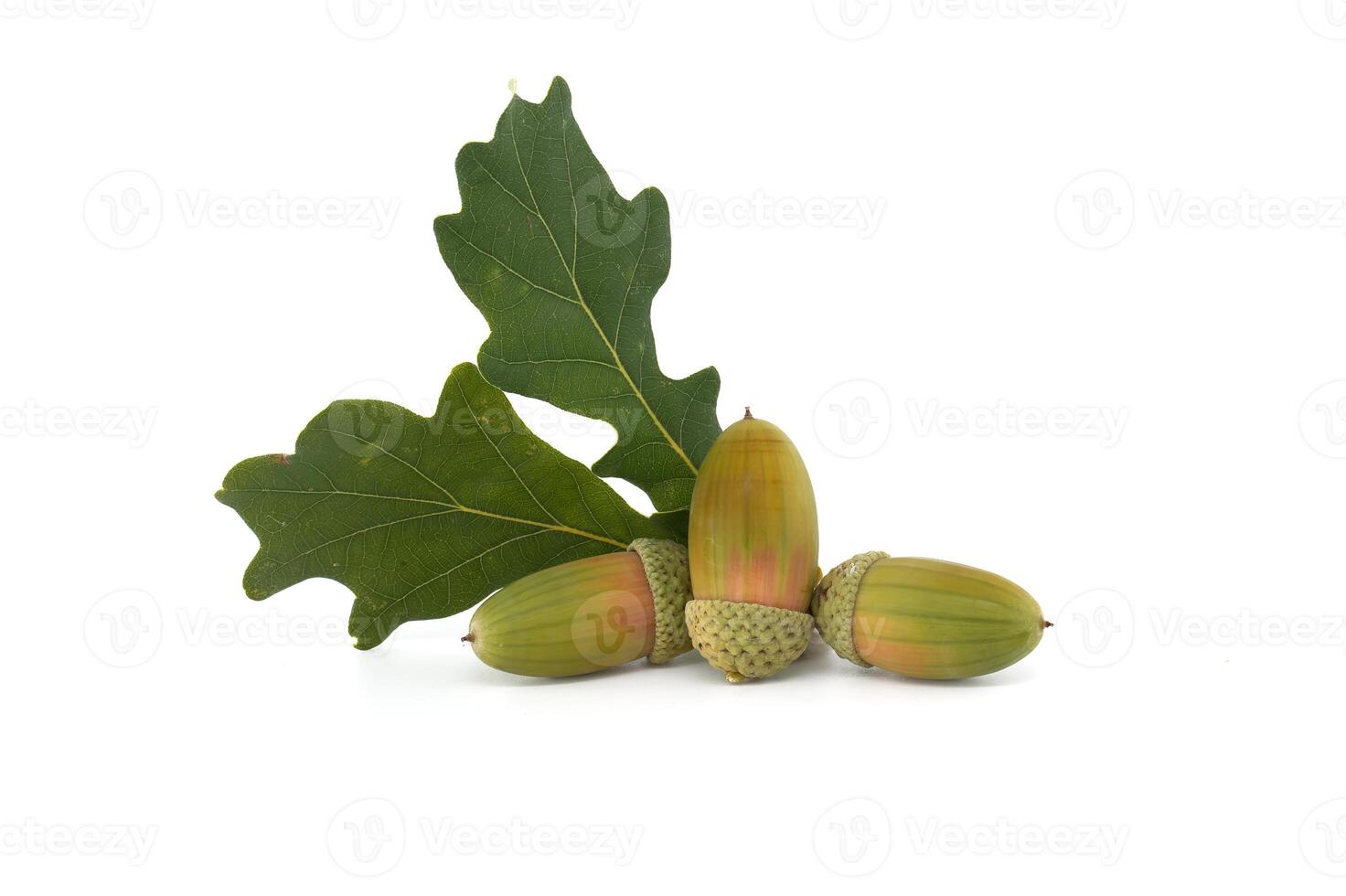 Close-up of five acorns with green caps and an oak leaf on a white background photo