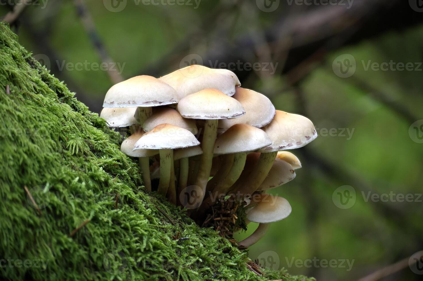Cluster of Wild Mushrooms Growing on Mossy Tree Trunk photo