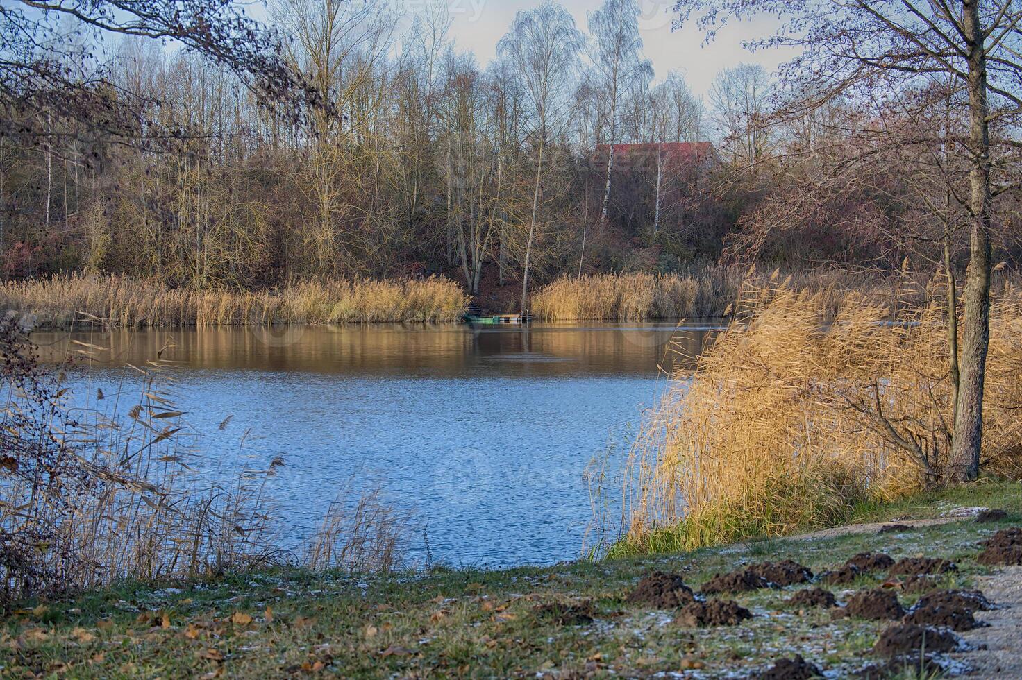 Serene Autumn Lake with Golden Reeds and Bare Trees photo