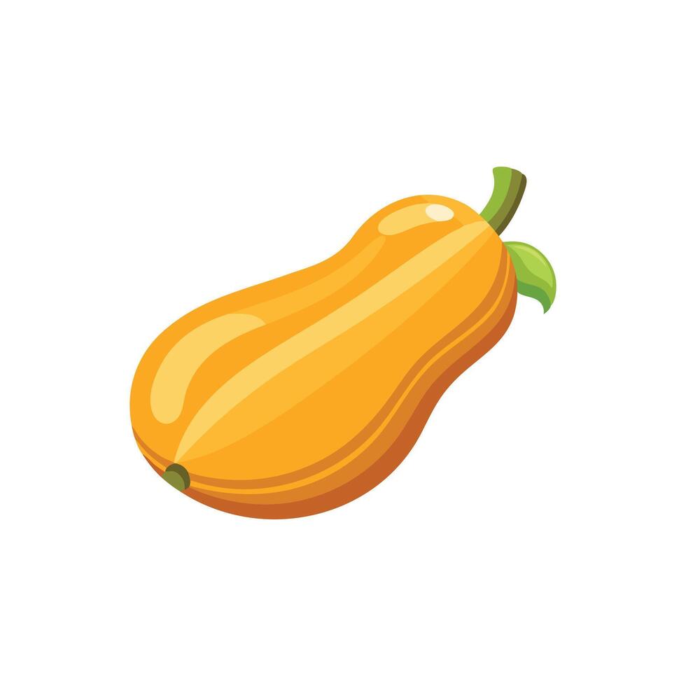 Butternut squash isolated flat illustration on white background. vector