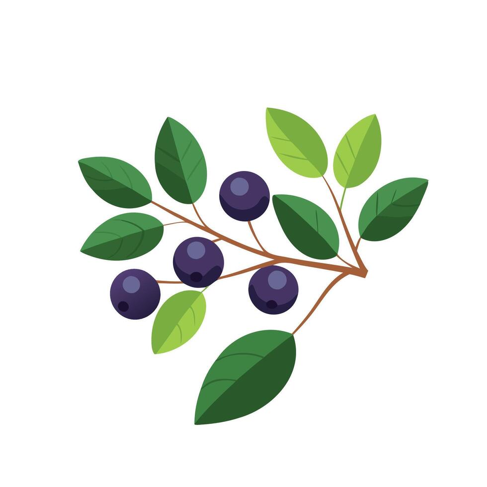 Aronia berries and branches isolated flat illustration on white background. vector