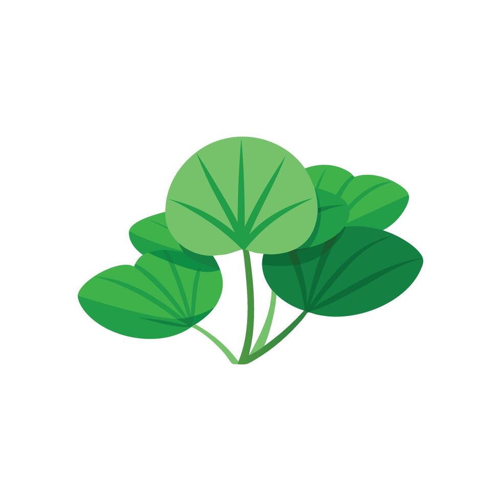 Lotus leaves isolated flat illustration on white background. vector