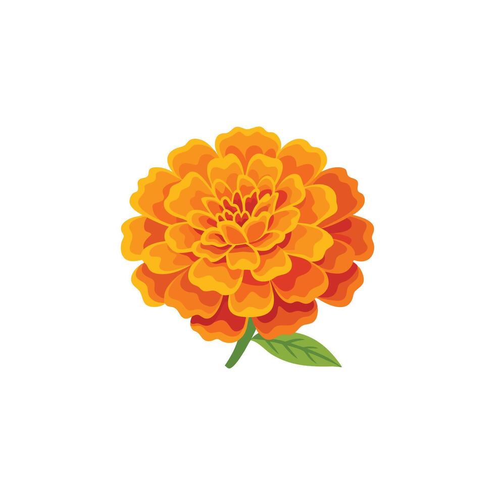 Orange marigold flower isolated flat illustration on white background vector
