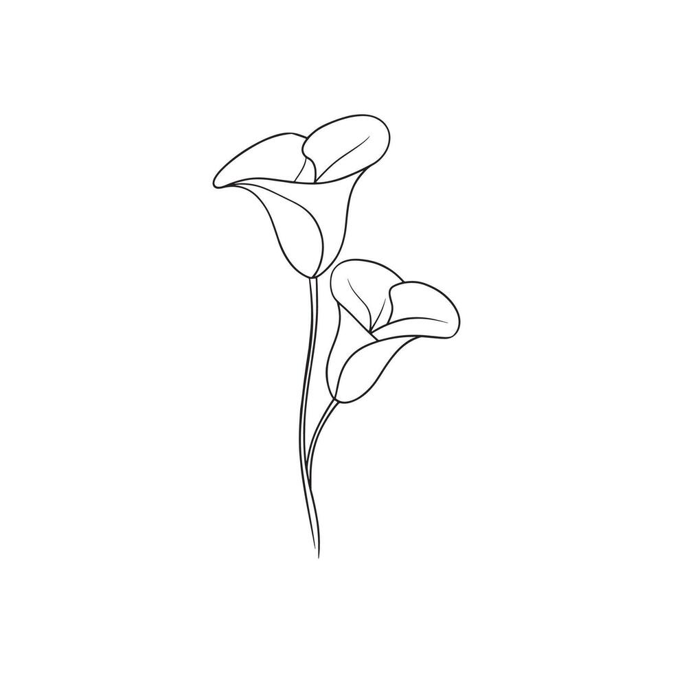 Calla Lily Continuous line art flat illustration on white background vector