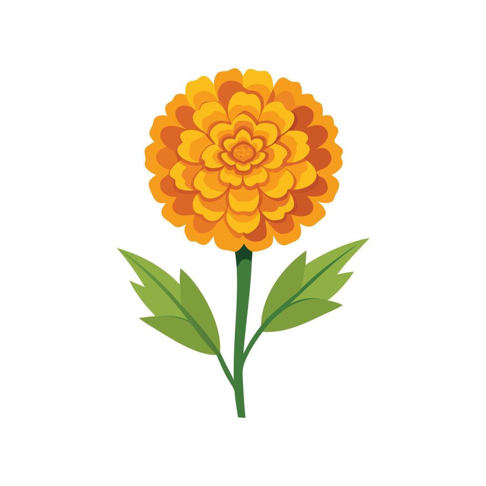 Marigold flower isolated flat illustration on white background. vector