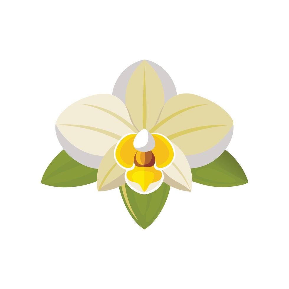 Orchid flower isolated flat illustration on white background vector