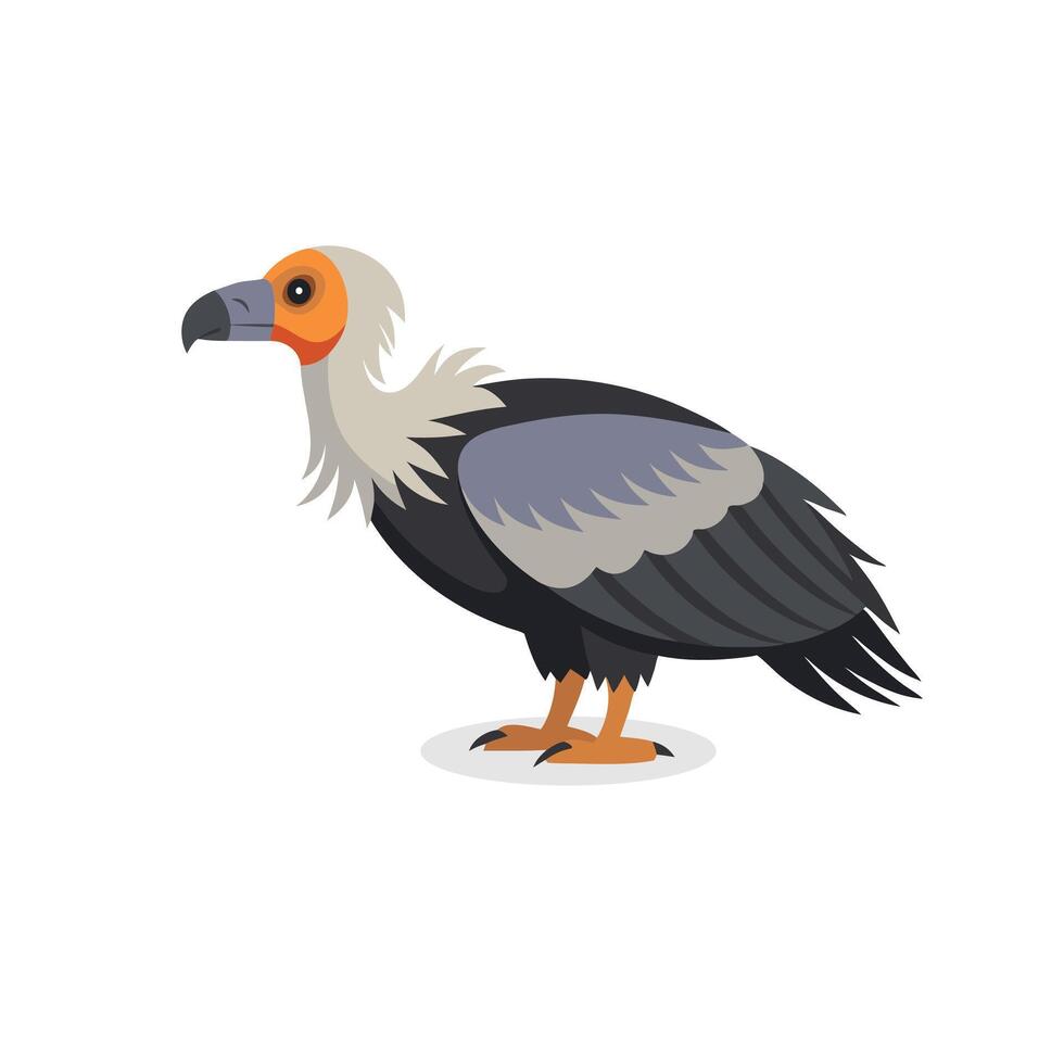 Andean Condor Bird isolated flat illustration on white background vector