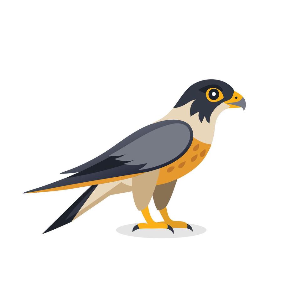 Peregrine Falcon Bird isolated flat illustration on white background vector