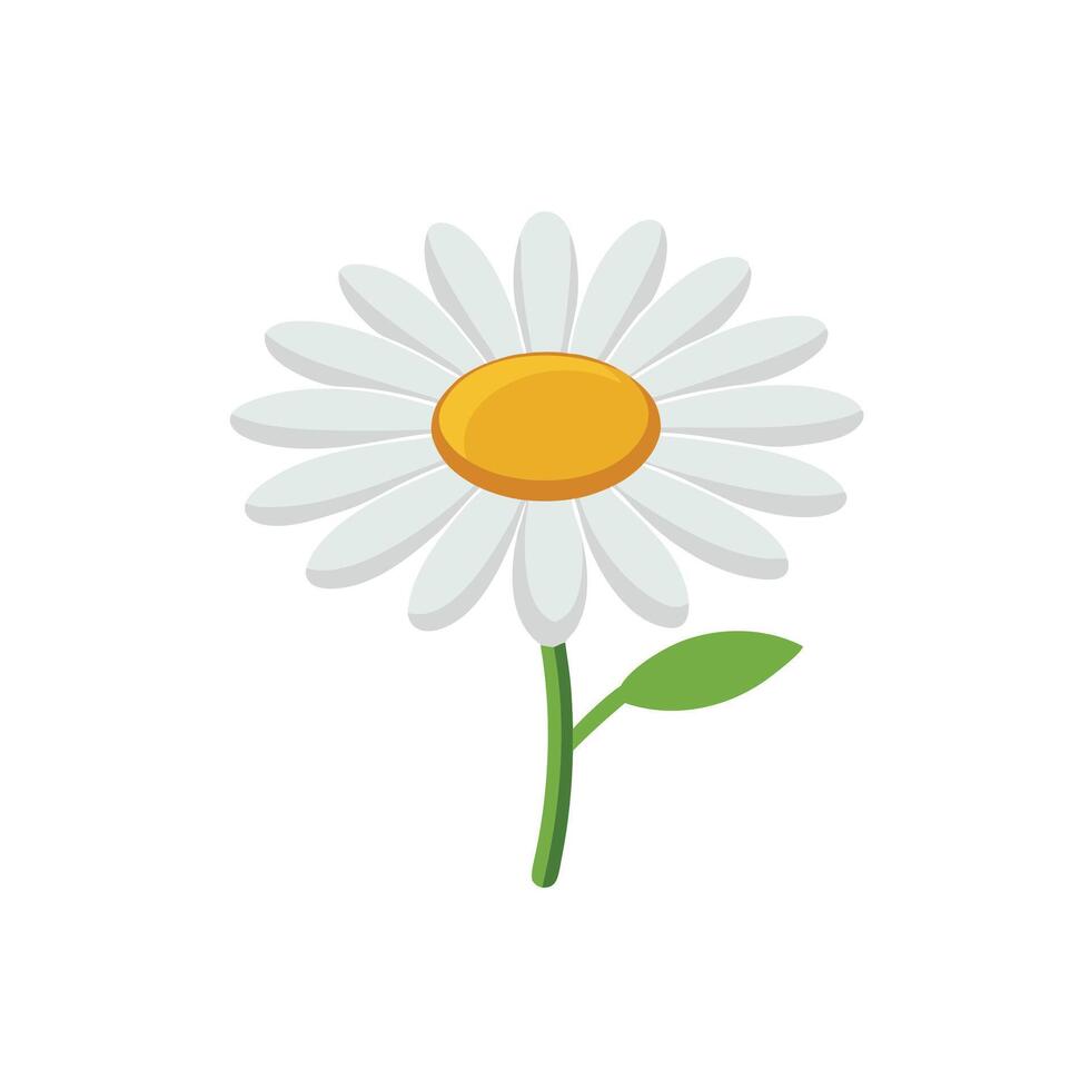 Daisy flower isolated flat illustration on white background vector