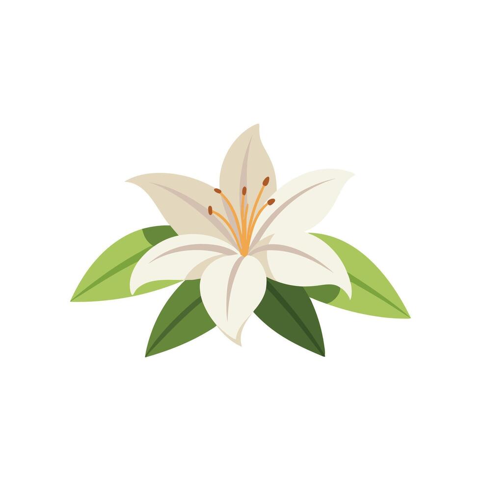 Lily flower isolated flat illustration on white background vector