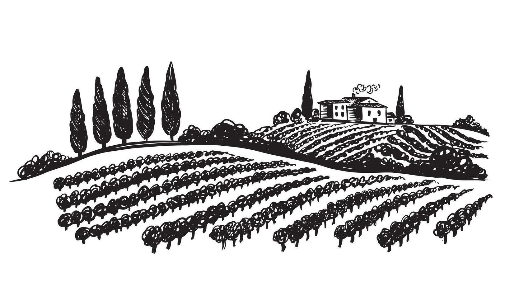 Wine plantations, hand drawn on white, . vector
