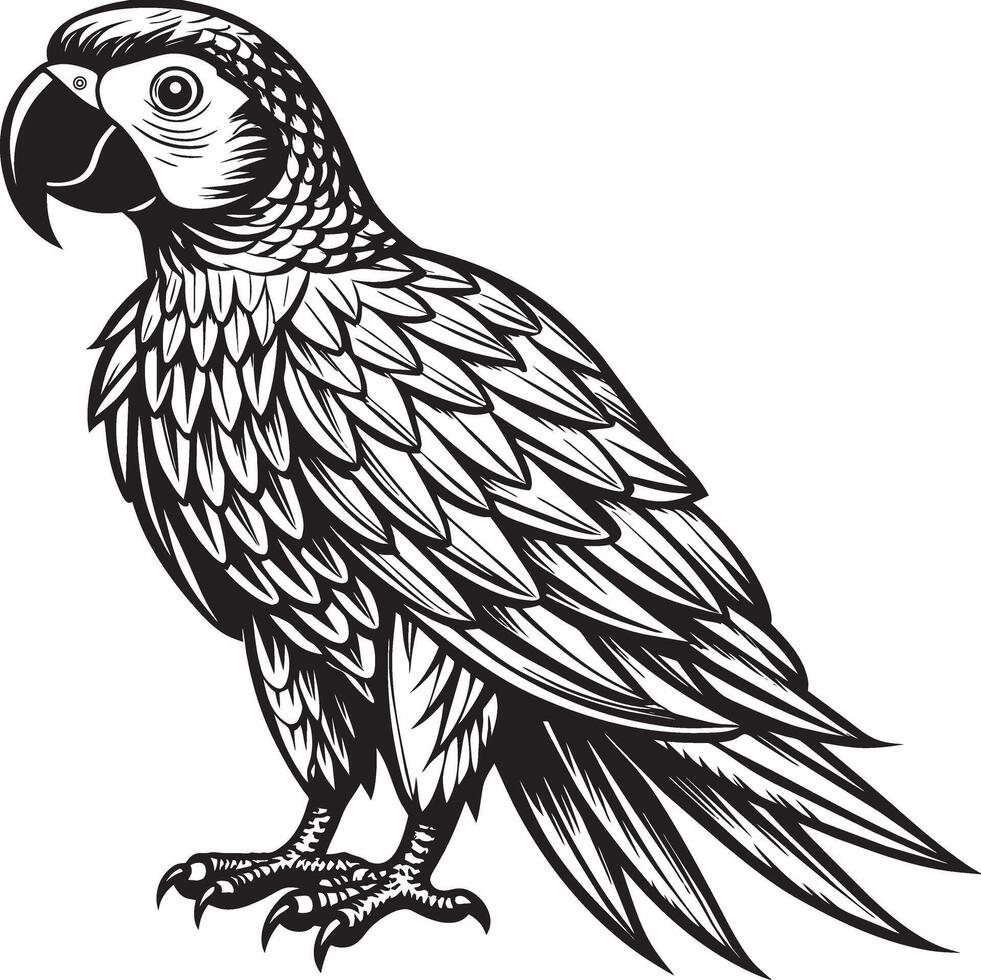 illustration of an amazon parrot vector