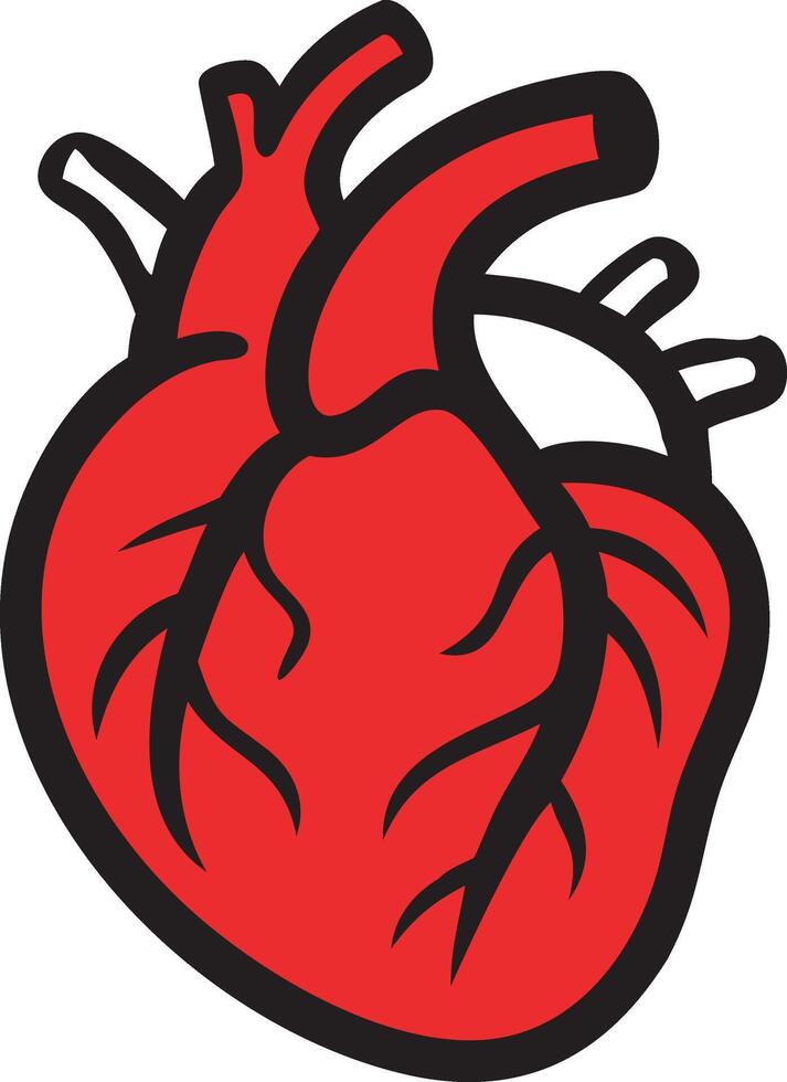 an illustration of a human heart vector